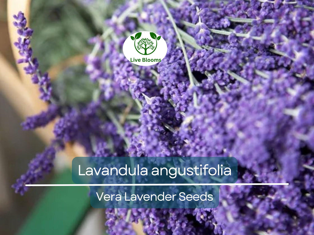 100 Seeds Vera Lavender (Lavandula angustifolia) – Non-GMO, Heirloom, Aromatic Herb, Perfect for Garden & DIY Projects, Organic Planting