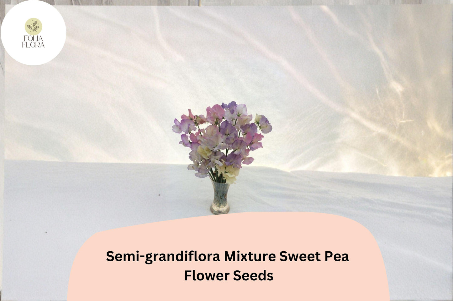 50+ Semi-Grandiflora Mixed Sweet Pea Seeds | Multi-Color Climbing Flowers for Trellis & Garden