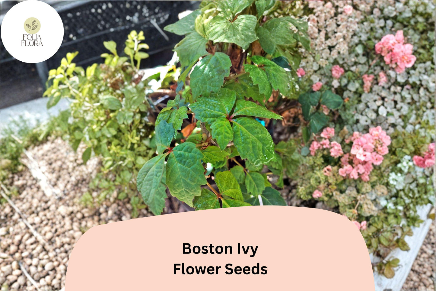 Boston Ivy Seeds – 10 Parthenocissus tricuspidata | Fast Growing Climbing Vine