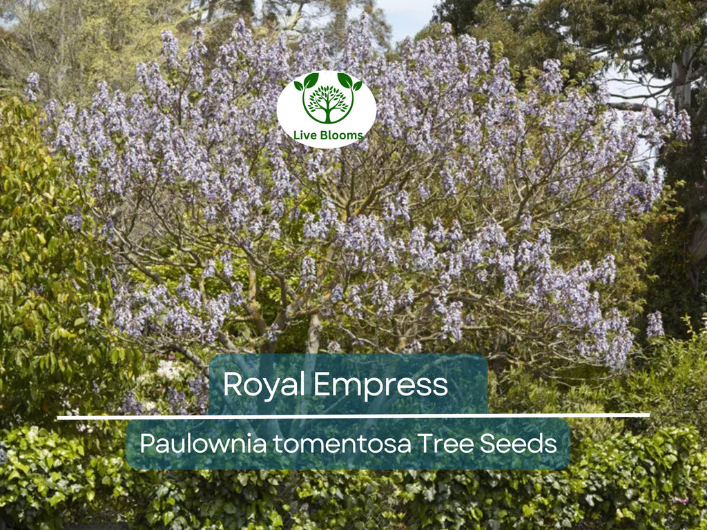 100 Royal Empress Tree Seeds (Paulownia tomentosa), Purple Flowers, Fast-Growing Tree, Decorative Tree, Garden Starter, Landscape Plant