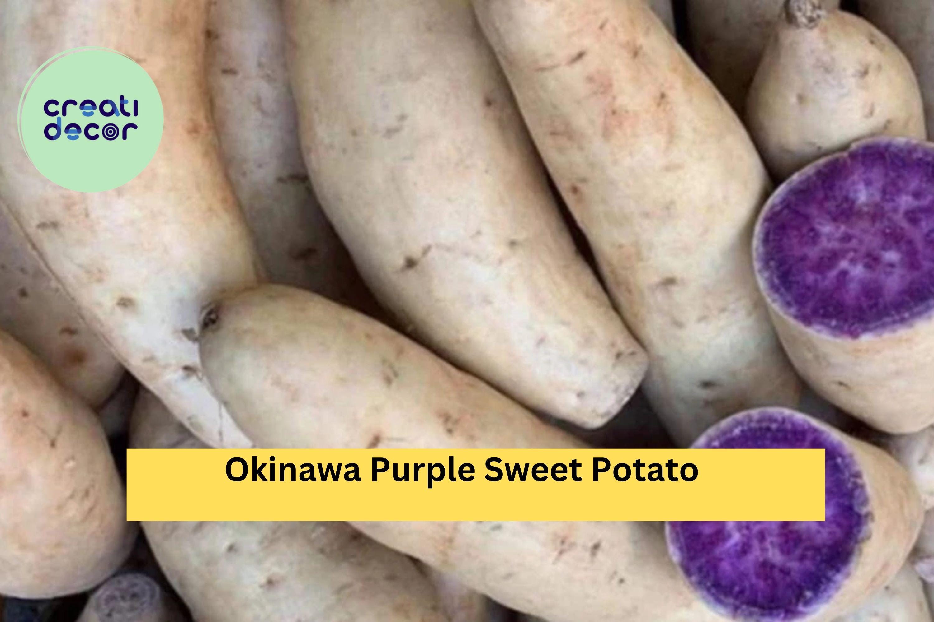 Okinawa Purple Sweet Potato Slips (10 Pack) – Rooted Cuttings – Ipomoea batatas Khoai Lang Tím – Heirloom Variety for Planting