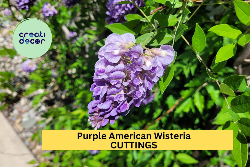 5 Purple American Wisteria Cuttings – Wisteria frutescens Unrooted Vine Stems – Native, Non-Invasive Climber – USA