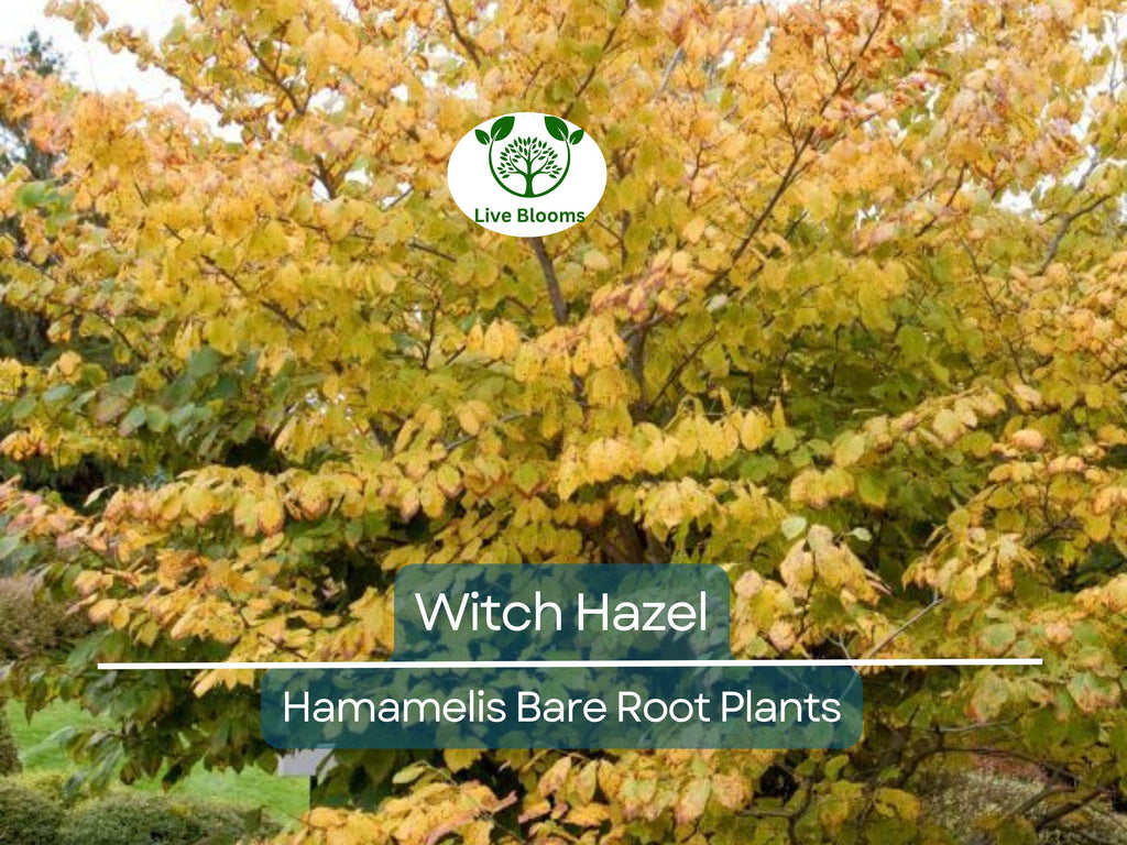3 Witch Hazel Shrubs – Hamamelis virginiana 12–18” Bare Root Plants – Native Fall-Blooming Perennial for Wildlife & Shade
