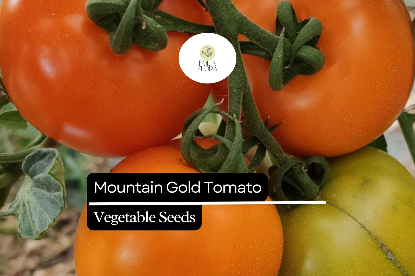 10 Seeds Mountain Gold Tomato (Solanum lycopersicum) – Vibrant Yellow Slicing Variety