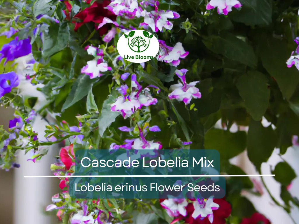 100 Cascade Lobelia Seed Mix, Colorful Trailing Perennial Flowers (Lobelia erinus), Hanging Baskets, Garden, Low-Maintenance, Summer Blooms