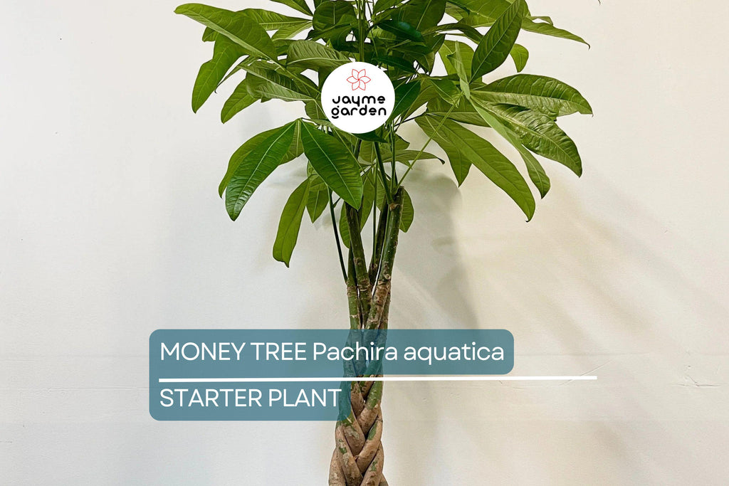 Money Tree Pachira aquatica | Bonsai Seedling | Indoor Plant | 4" Caudex Growth