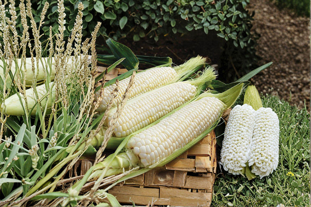 Sweet Corn – Silver Queen (Hybrid) 35 Seeds | Classic White Sweet Corn | Tender & Juicy Kernels | Garden Favorite