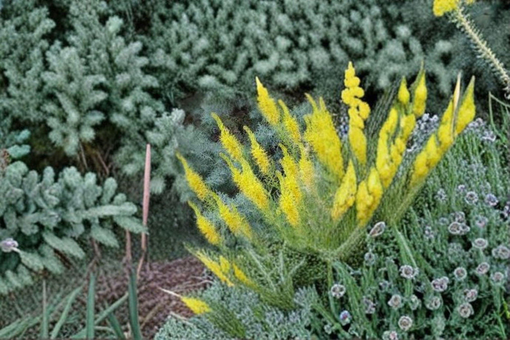 Prince's Plume Seeds – Stanleya pinnata, Native Western Wildflower, Drought Tolerant (40 Seeds)