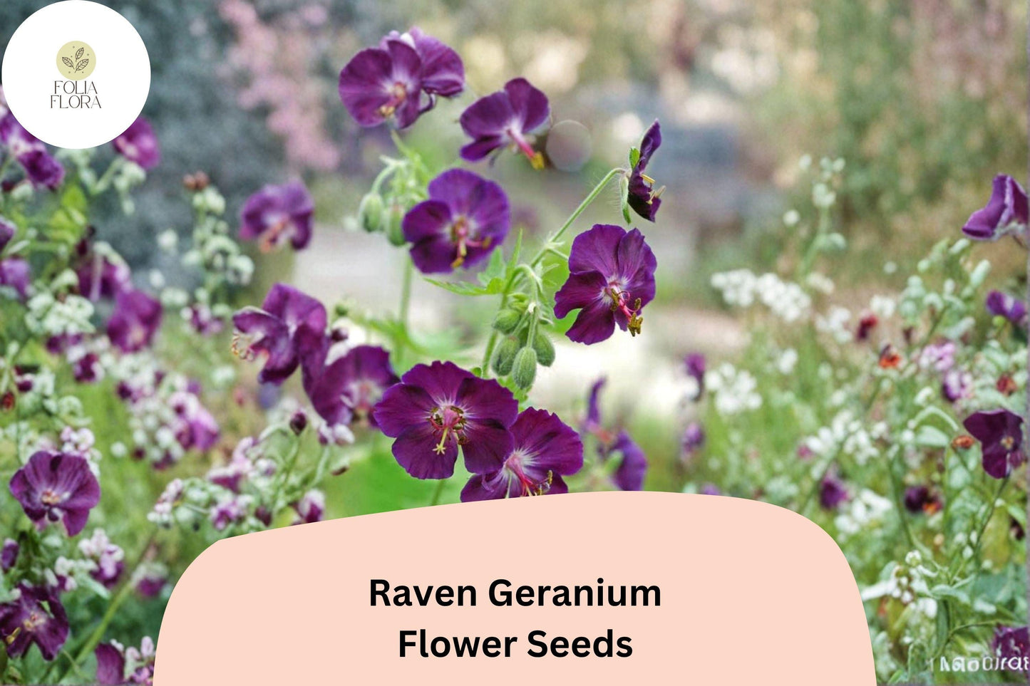 25+ Raven Geranium Seeds | Dark Purple Hardy Perennial | Geranium ‘Raven’ Seeds for Garden Borders & Pollinator Gardens