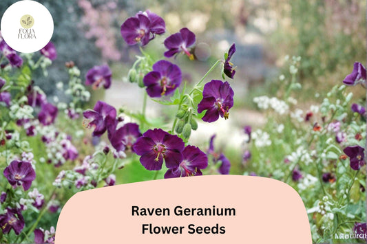 25+ Raven Geranium Seeds | Dark Purple Hardy Perennial | Geranium ‘Raven’ Seeds for Garden Borders & Pollinator Gardens