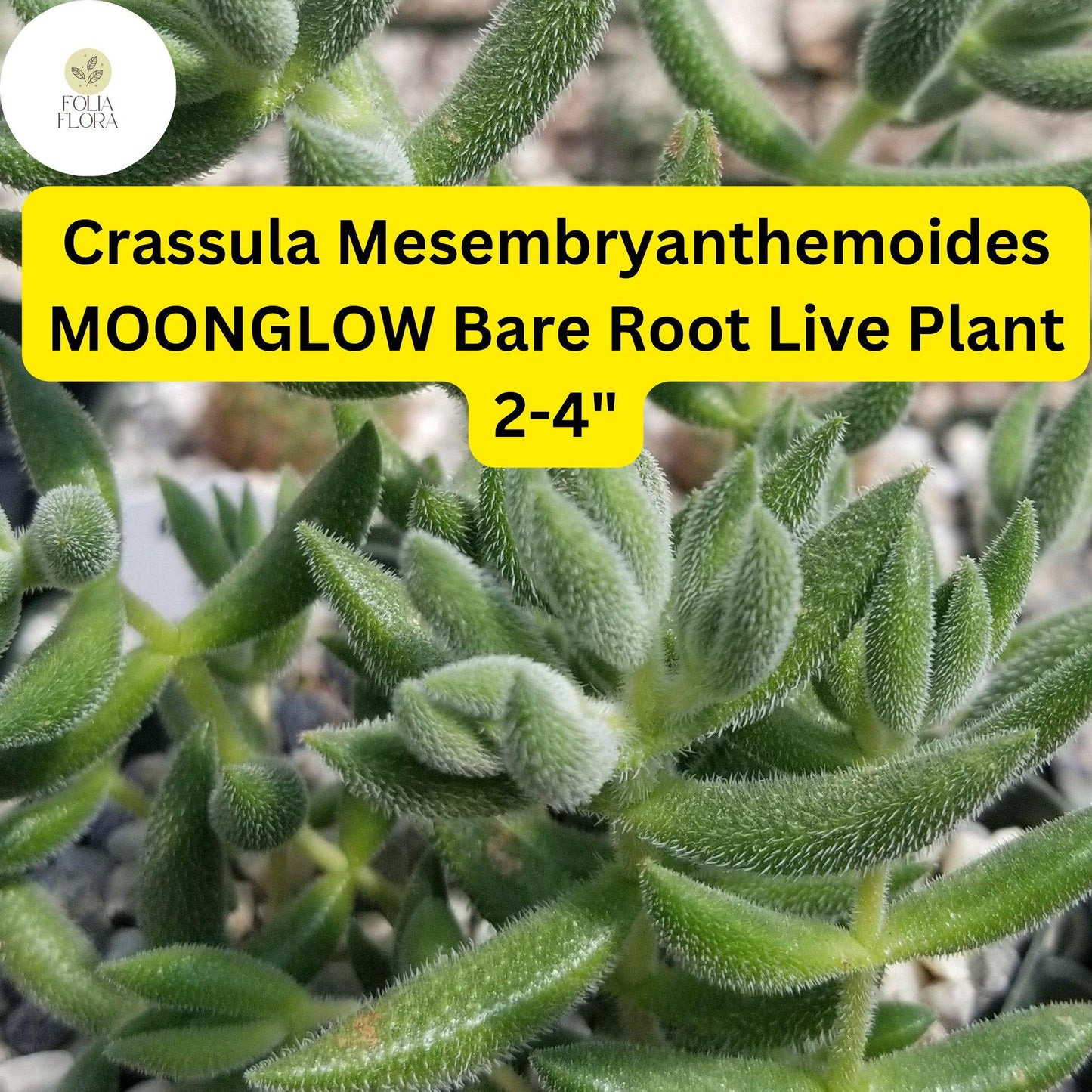Crassula Mesembryanthemoides ‘Moonglow’ | 1 Live 2-4" Bare Root Succulent | Fuzzy Leaves, Compact Growth, Rare Easy-Care Plant