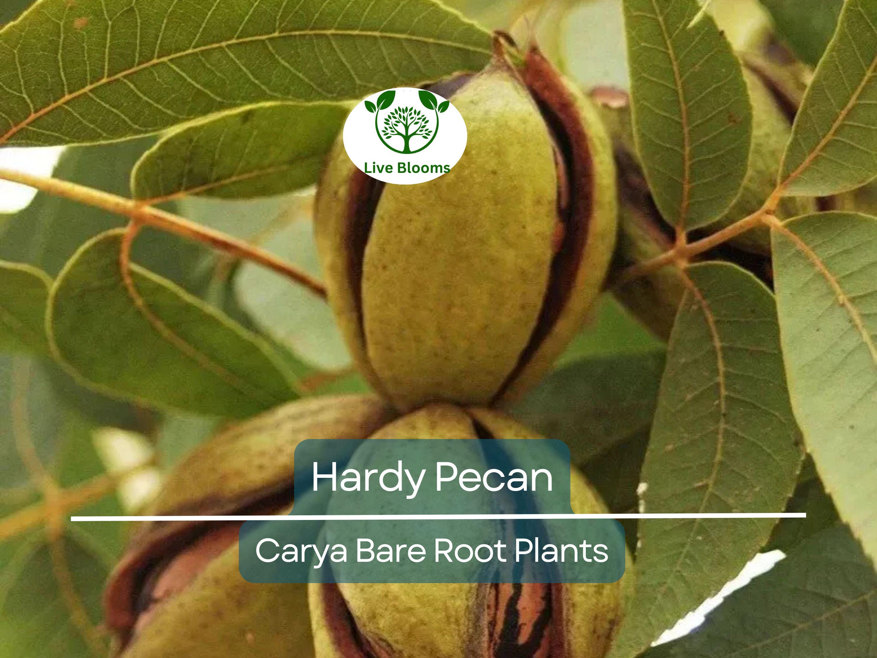 2 Hardy Pecan Tree Seedlings – 12–16” Live Bare Root Plants – Nut-Bearing Shade Trees for Orchards or Large Yards