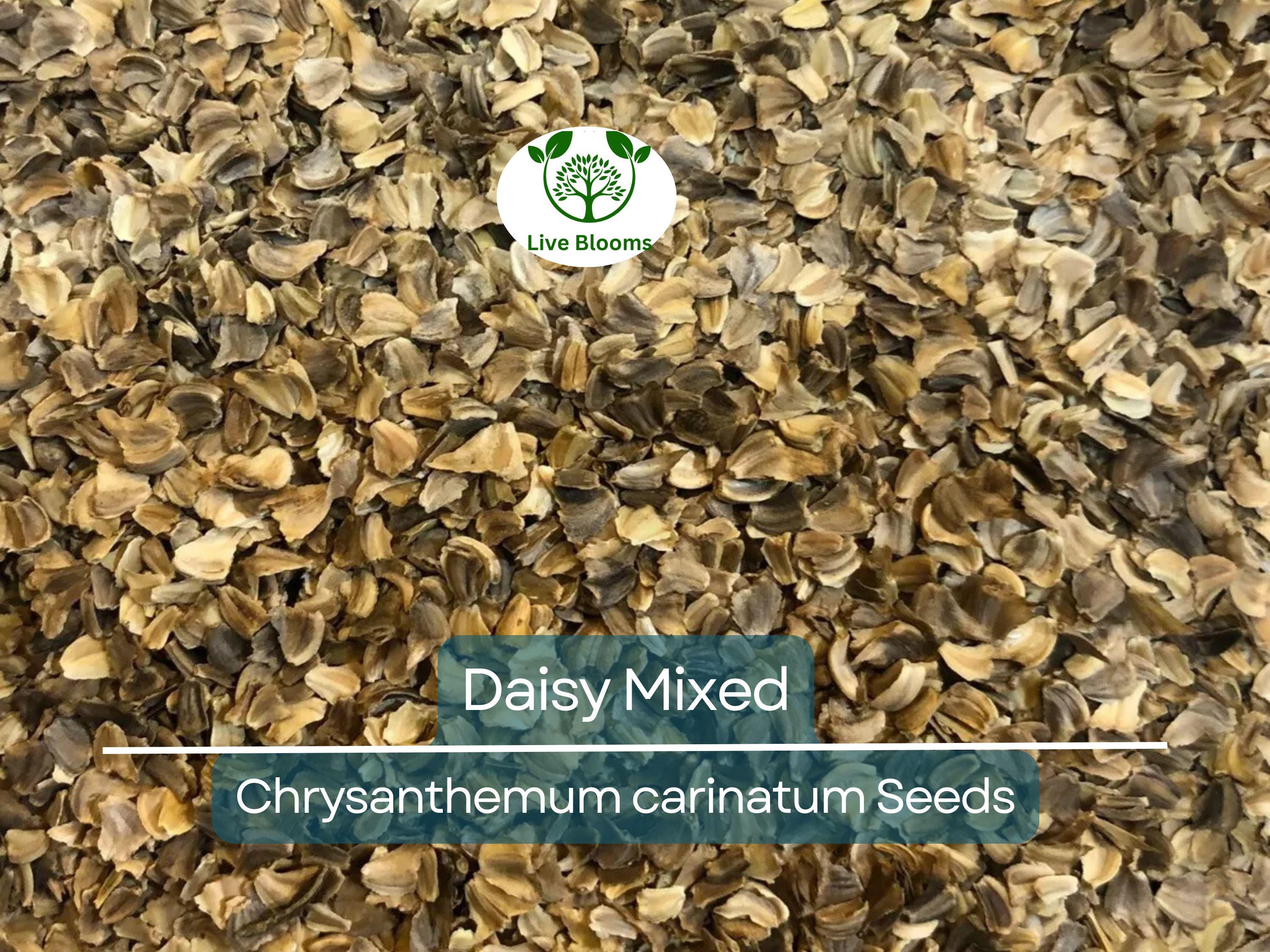 200 Seeds Painted Daisy Mixed Colors, Pollinators & Butterflies, Perennial, Non-GMO, Chrysanthemum Flowers, Garden Plants, Easy to Grow