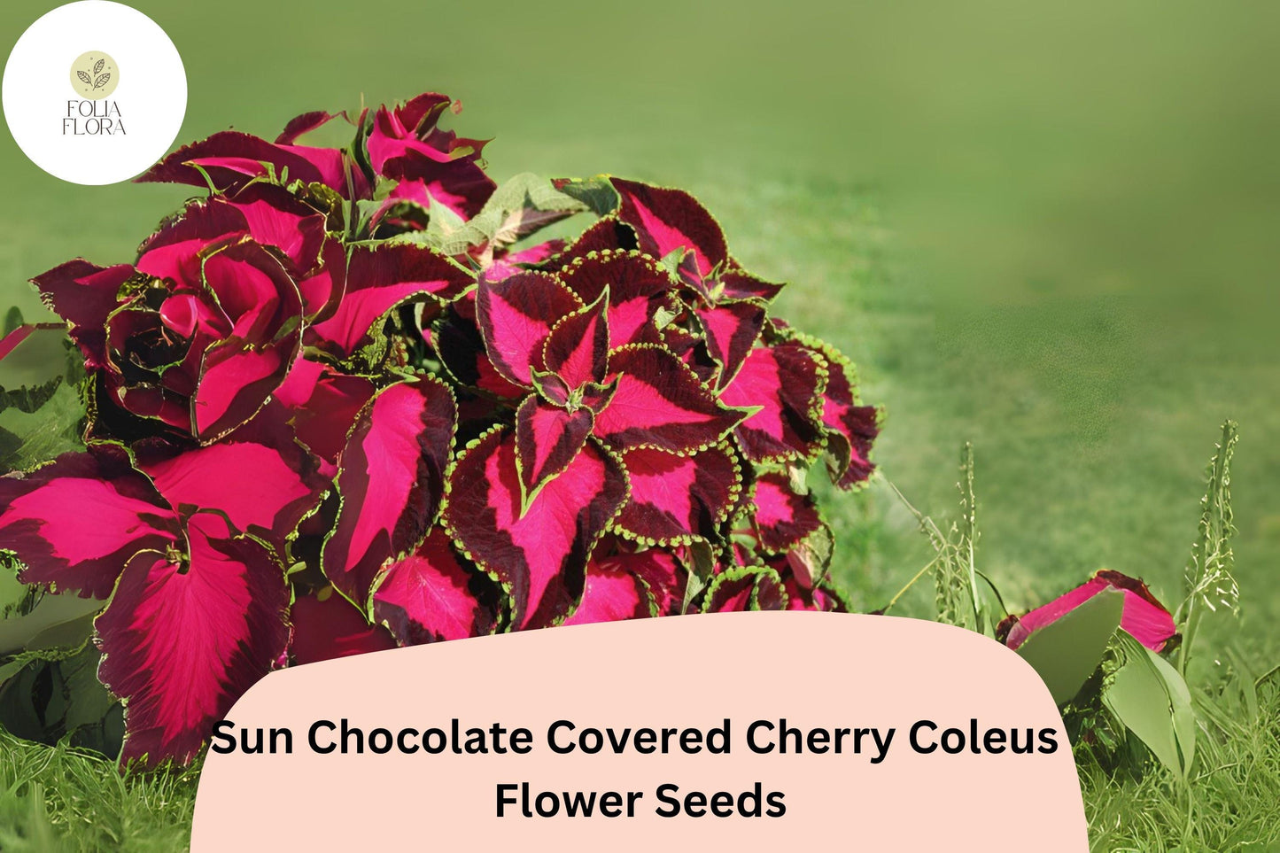 25+ Sun Chocolate Covered Cherry Coleus Seeds | Premium Shade Plant | Red Green Foliage Annual | Garden Bedding Seeds
