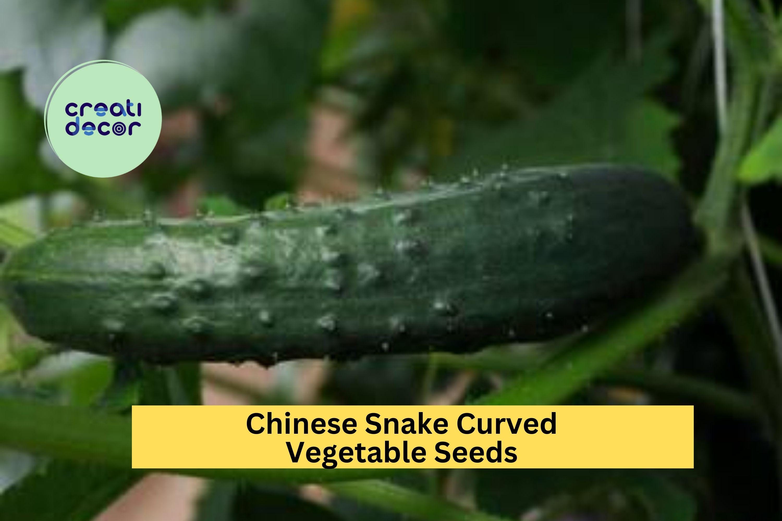 3pcs of 10seed Chinese Snake Curved Cucumber Seeds–Long,Twisting Heirloom Variety for Trellis Gardens or Vertical Growing Seeds for Planting