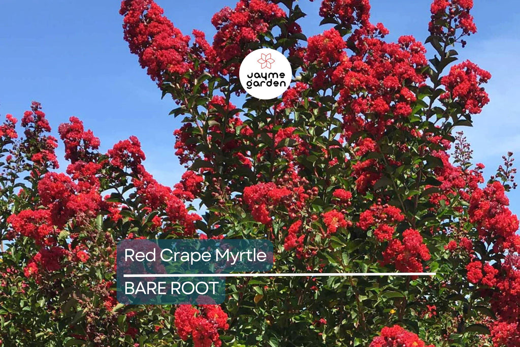 2 Red Crape Myrtle Trees 2ft | Live Bare Root Trees | Fast-Growing Red Blooms | Zones 7-9