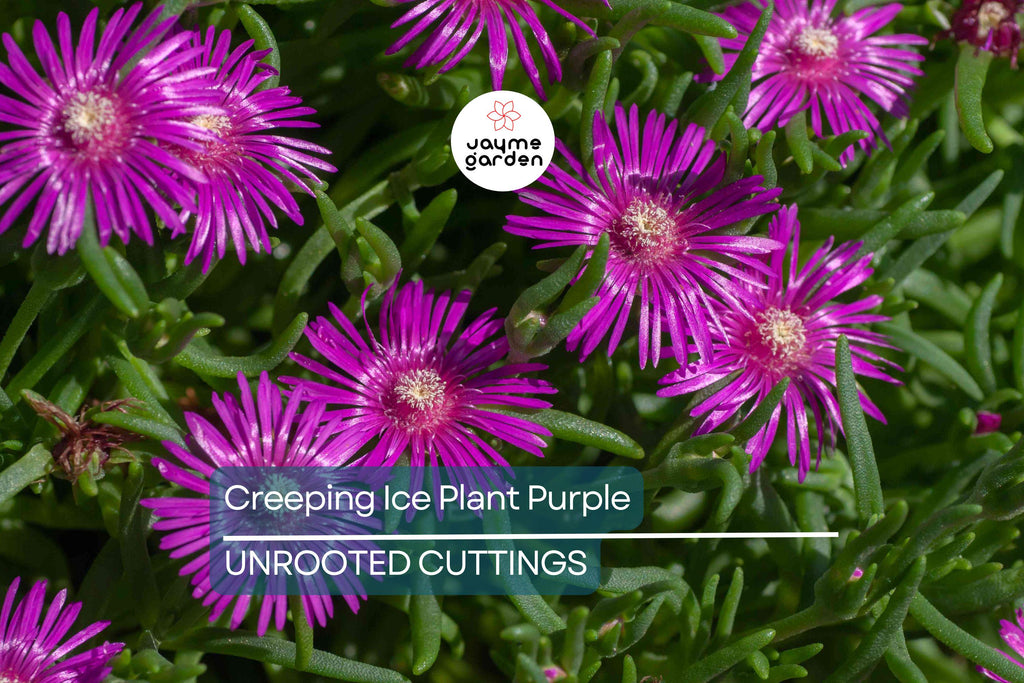 10 Cuttings Creeping Ice Plant | Rare Purple/Pink Blooms | Ground Cover Succulent | Easy to Grow | Drought-Tolerant