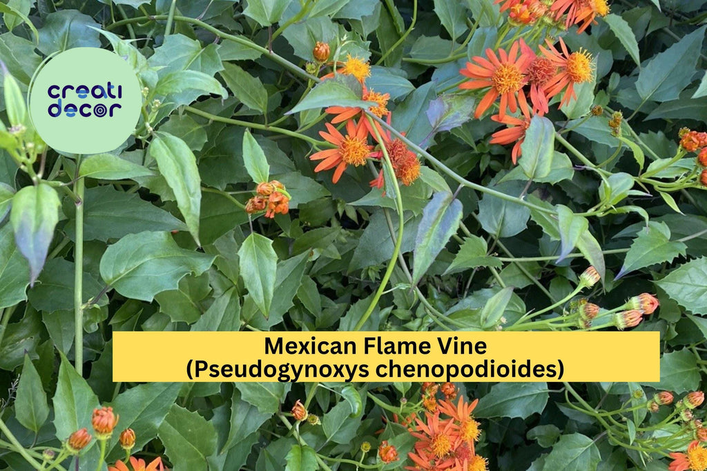 Mexican Flame Vine (Pseudogynoxys chenopodioides) – 10 Unrooted Cuttings 5–7" – Bright Orange Flowering Tropical Climber