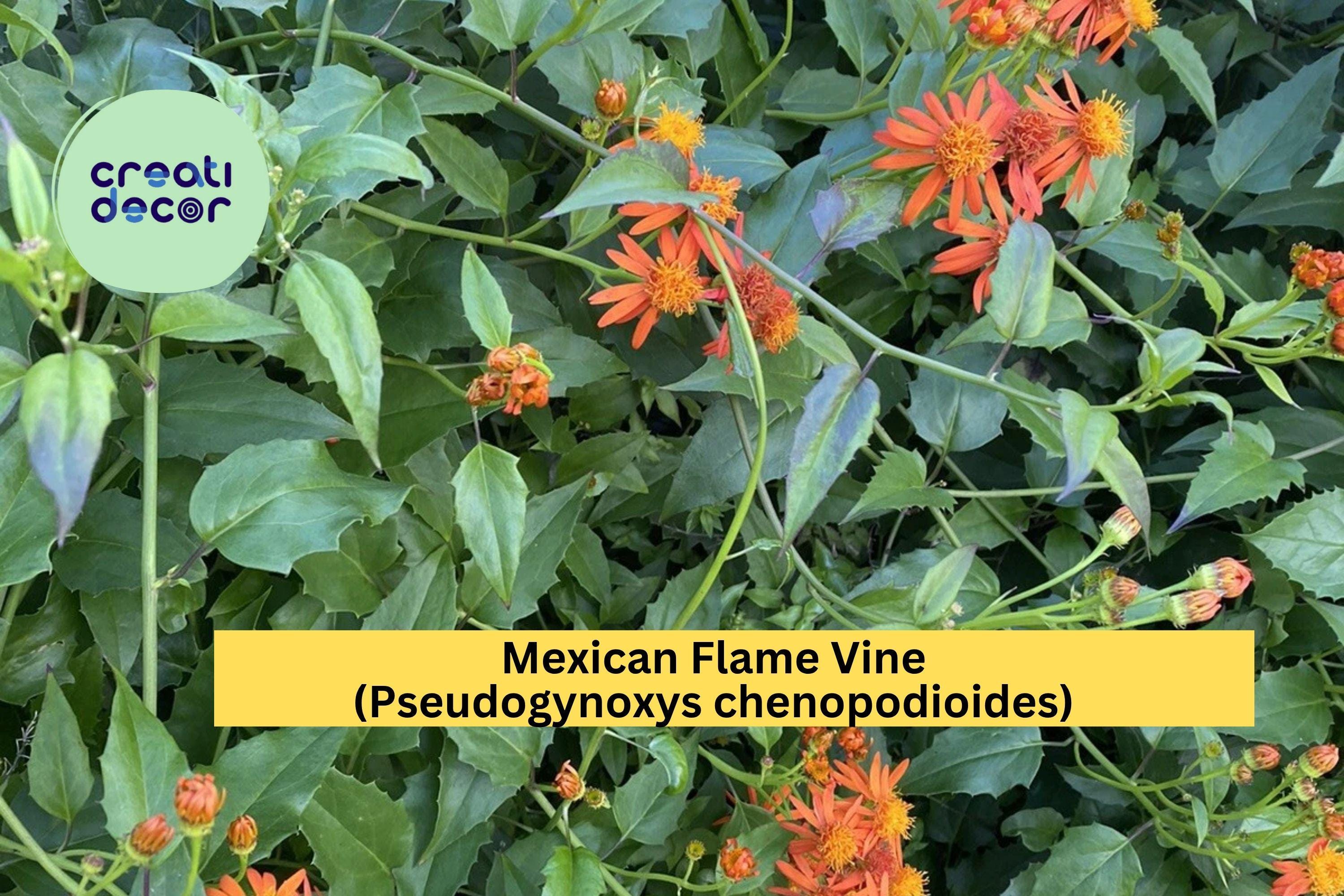 Mexican Flame Vine (Pseudogynoxys chenopodioides) – 10 Unrooted Cuttings 5–7" – Bright Orange Flowering Tropical Climber