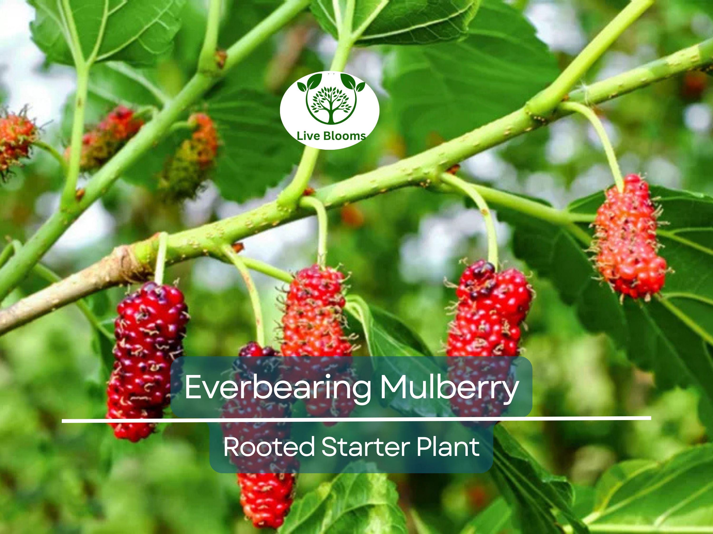 1 Dwarf Everbearing Mulberry Live Plant, Fruit Right Away, Morus Nigra, Compact Tree for Garden, Easy to Grow, Year-Round Fruit Production