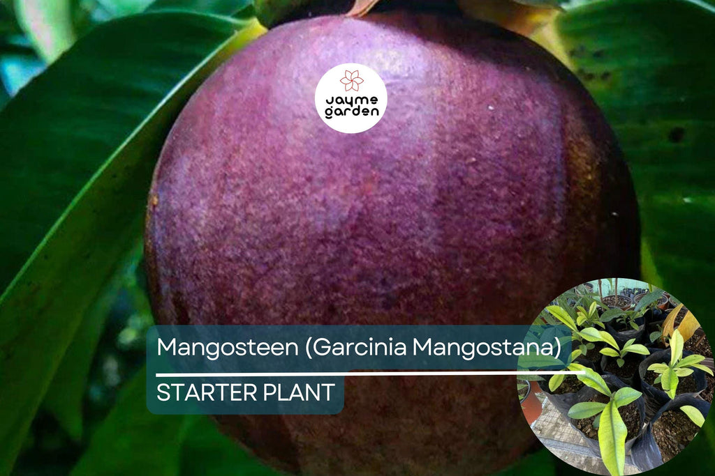 1 Mangosteen Tree (Garcinia Mangostana) Exotic Tropical Fruit Tree 6” | Queen of Fruits, Sweet & Tangy Flavor