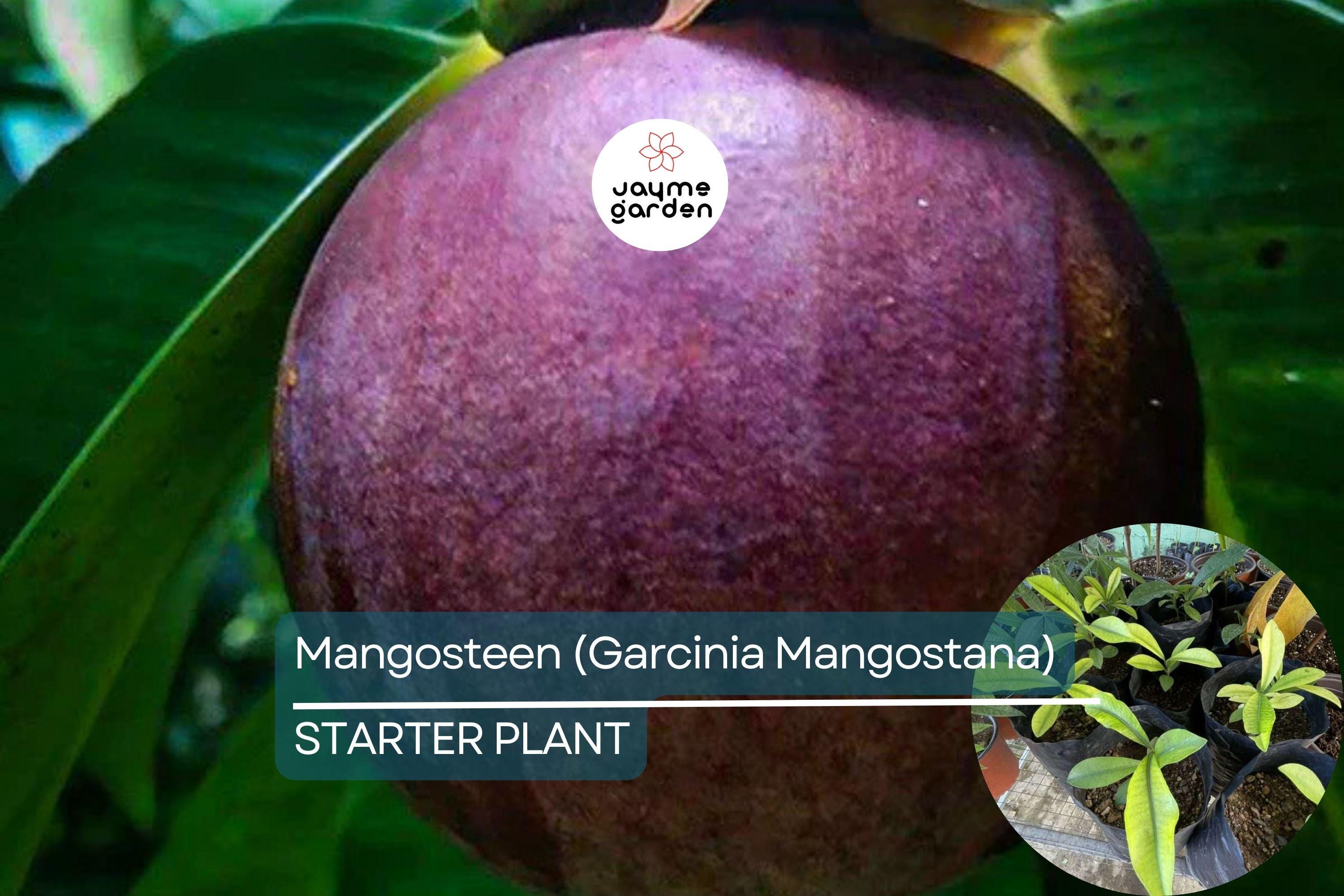 1 Mangosteen Tree (Garcinia Mangostana) Exotic Tropical Fruit Tree 6” | Queen of Fruits, Sweet & Tangy Flavor