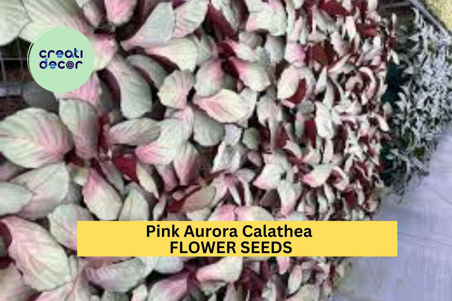 25+ Pink Aurora Calathea Seeds – Striking Pink-Edged Foliage for Garden Planting, Tropical Houseplant or Shaded Garden Accent – USA