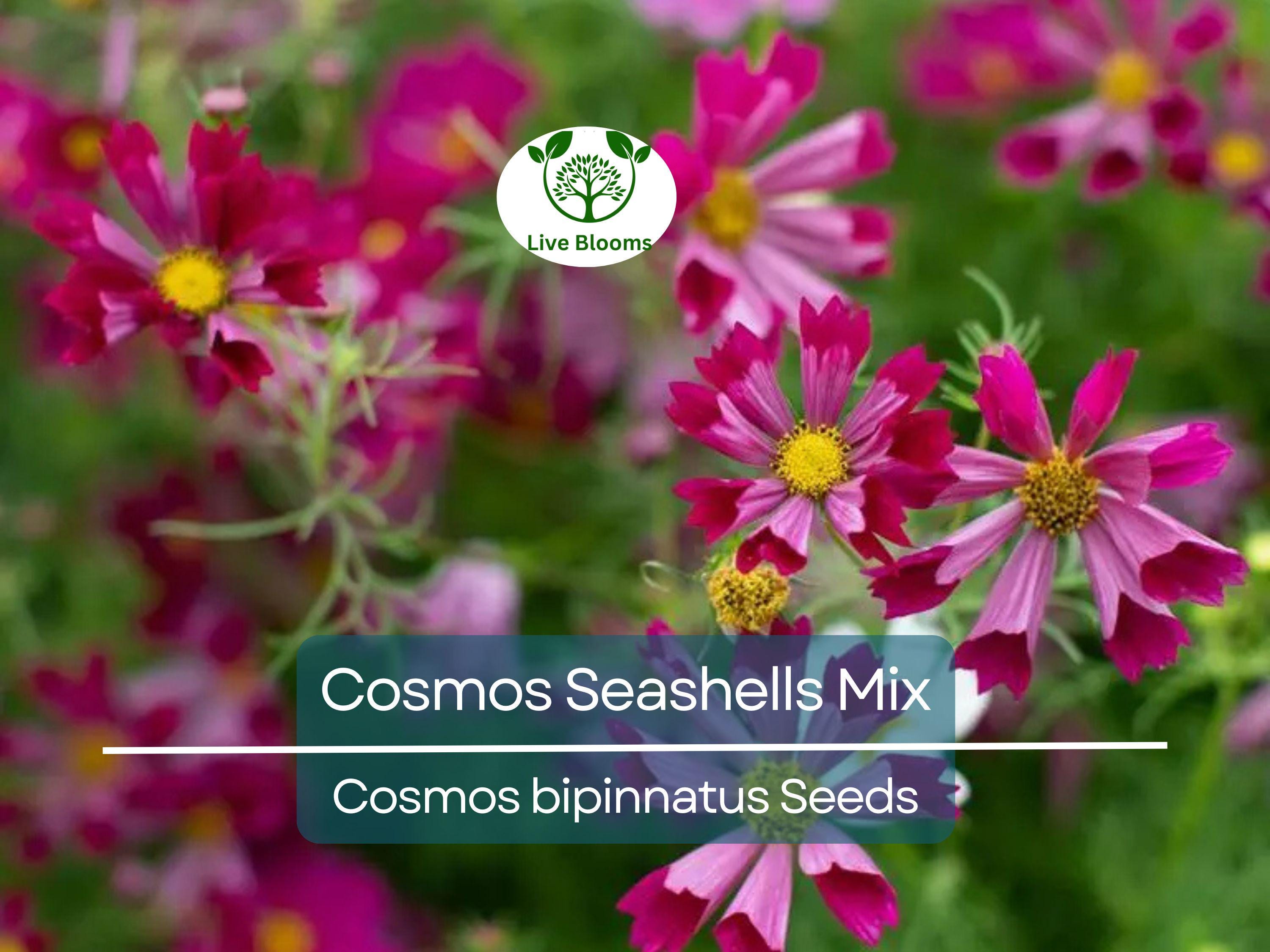 200 Seeds Cosmos Seashells Mix, Tubular Flowers, Rare AAS Winner, Non-GMO, Cosmos bipinnatus, Colorful Garden Blooms