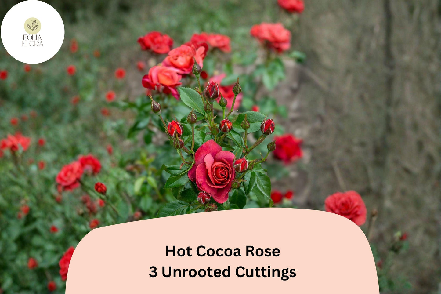 Hot Cocoa Rose Cuttings – 3 Unrooted Rare Red Rose Cuttings for Rooting or Grafting