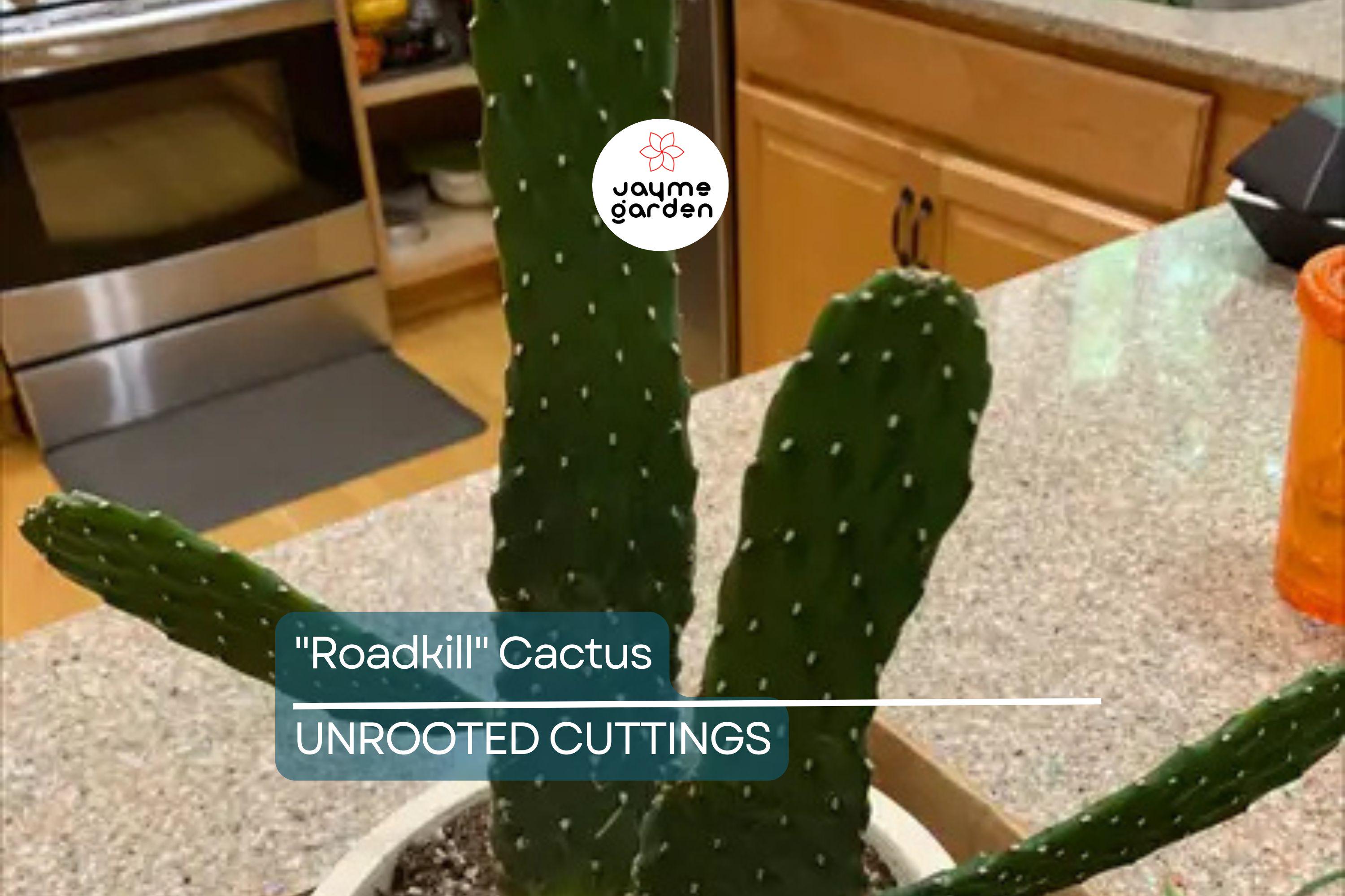 Live "Roadkill" Cactus Plant Cutting – Unique Cactus Cutting for Indoor & Outdoor Growth, Easy to Care For