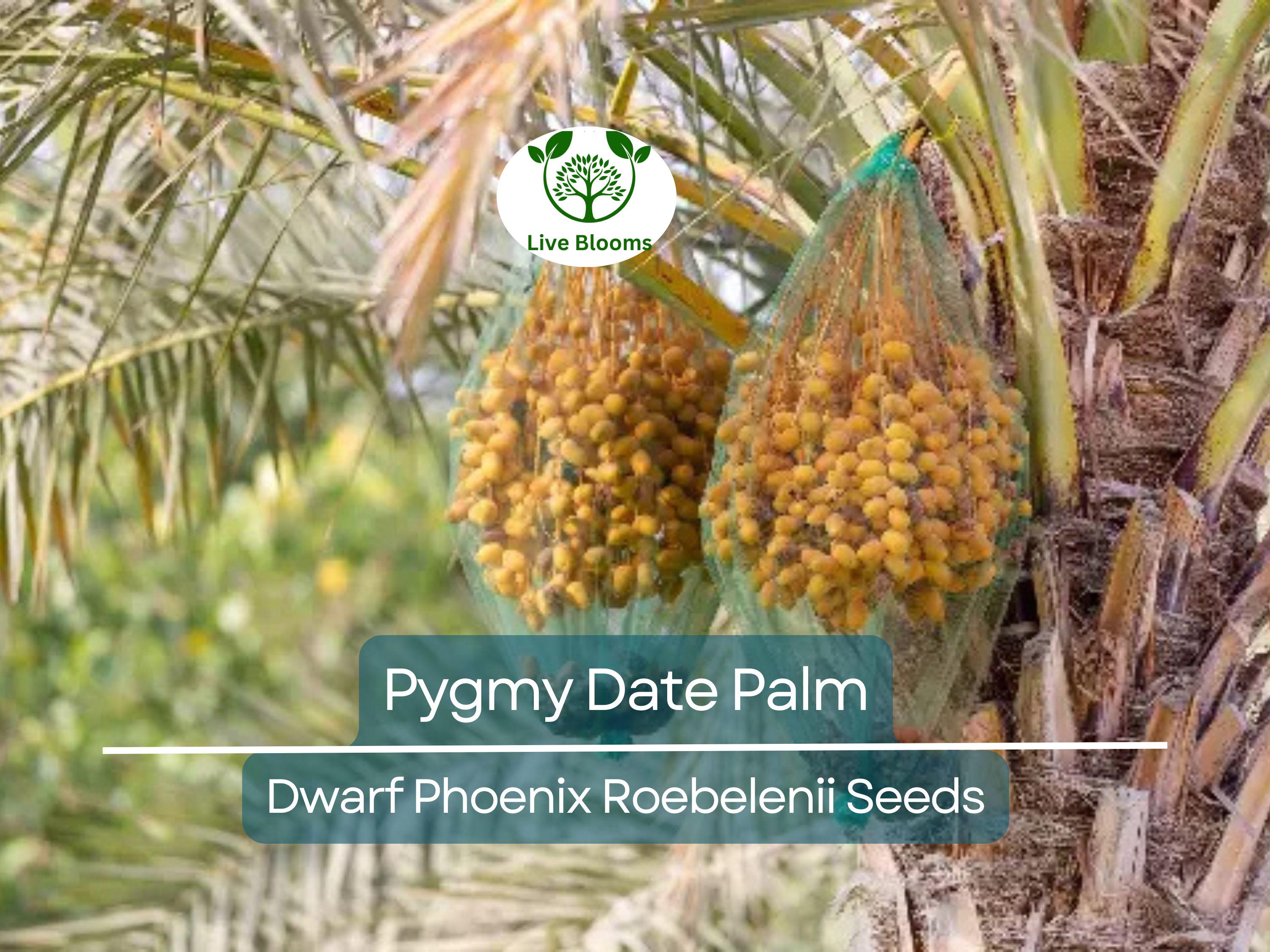 15 Pygmy Date Palm Seeds (Dwarf Phoenix Roebelenii), Indoor Houseplant, Tropical, Easy to Grow, Dwarf Palm Tree, Roebelenii Seeds, Indoor