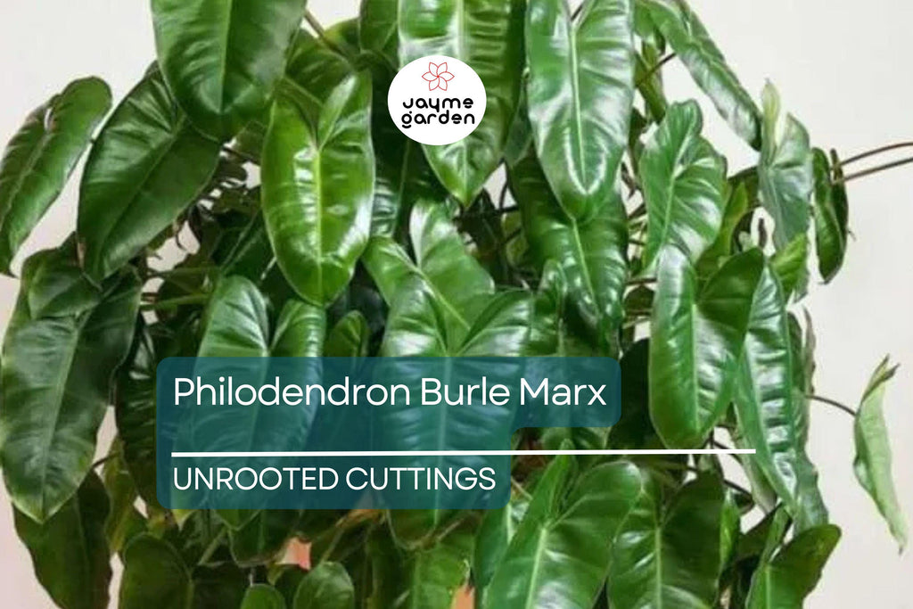 1 Philodendron Burle Marx 5-7" Unrooted Cutting - Tropical Houseplant with Unique Green Foliage for Indoor Decor & Propagation