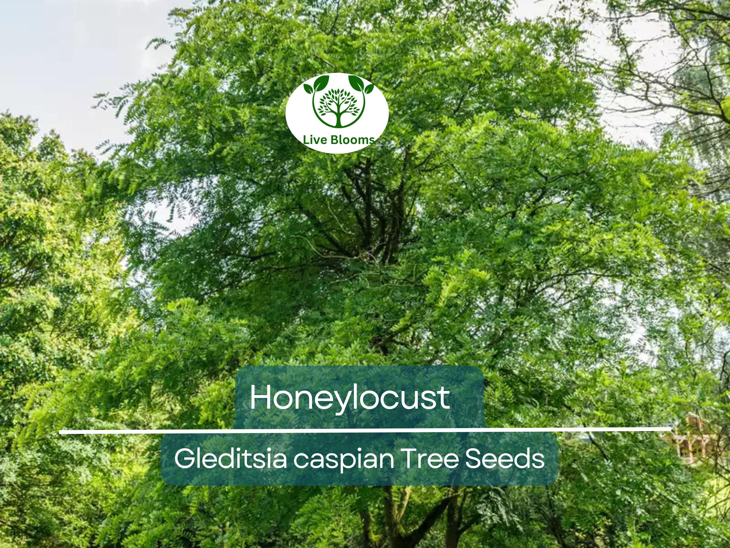 10 Honeylocust Tree Seeds (Gleditsia caspian) | Fast-Growing, Hardy Tree | Ideal for Shade, Landscaping, & Fast-Green Cover