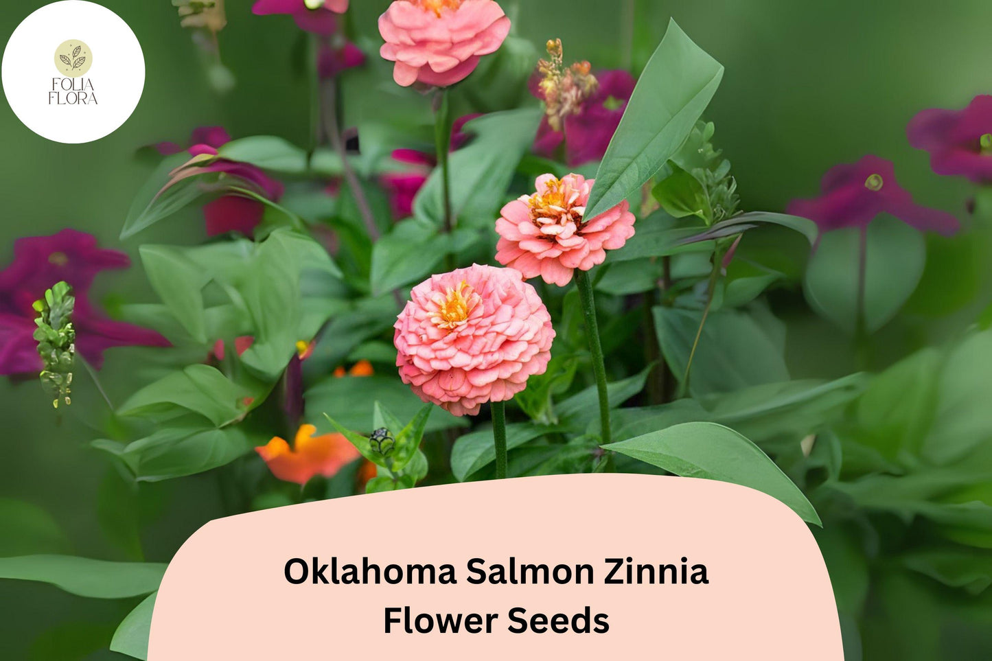100+ Oklahoma Salmon Zinnia Seeds – Soft Pink-Orange Blooms for Cut Flowers & Summer Gardens