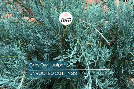 4 Fresh Cuttings Grey Owl Spreading Juniper (5-7") - Silvery Grey Evergreen Shrub, Drought Tolerant