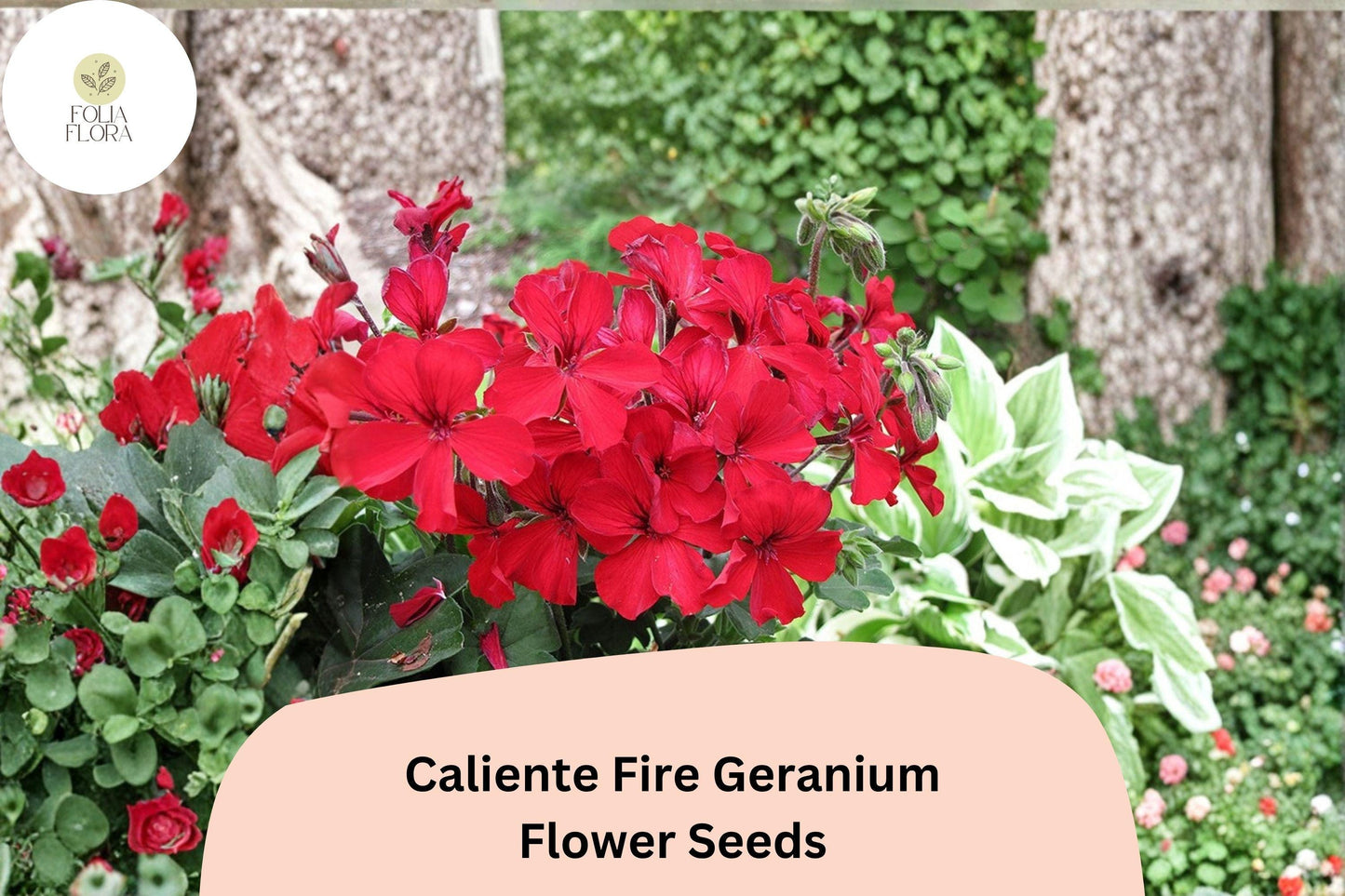 25+ Caliente Fire Geranium Seeds | Bright Red-Orange Zonal Ivy Hybrid | Garden & Hanging Basket Flower