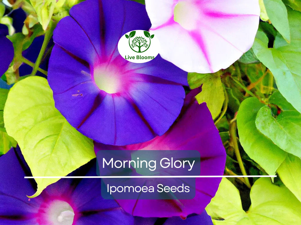 100 Morning Glory Vine Seeds Mixed Colors | Heirloom, Non-GMO, Ipomoea Flower Mix, Fast-Growing, Vibrant Climbing Vines for Garden