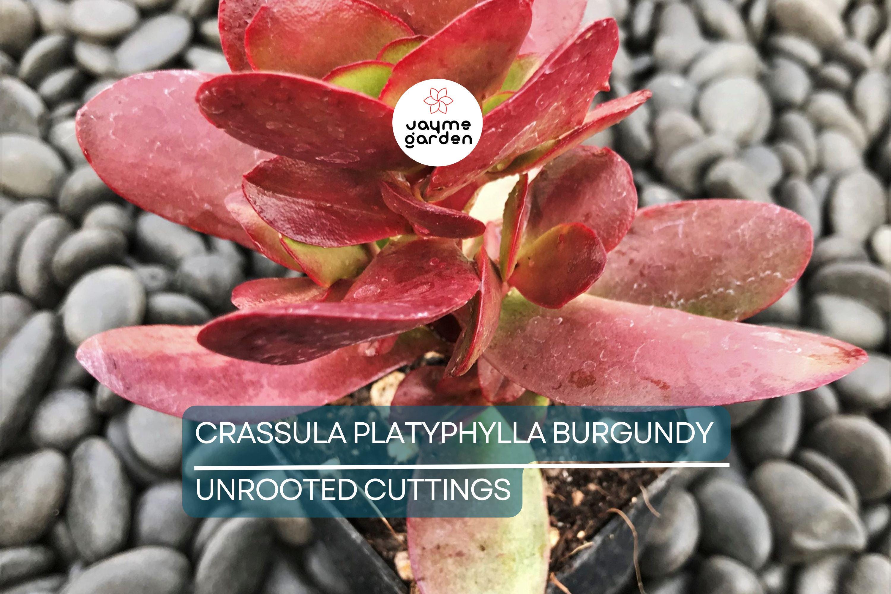 3 x Crassula Platyphylla Burgundy Unrooted Cuttings (1.5" Diameter) - Color Varies with Light - Succulent Starter