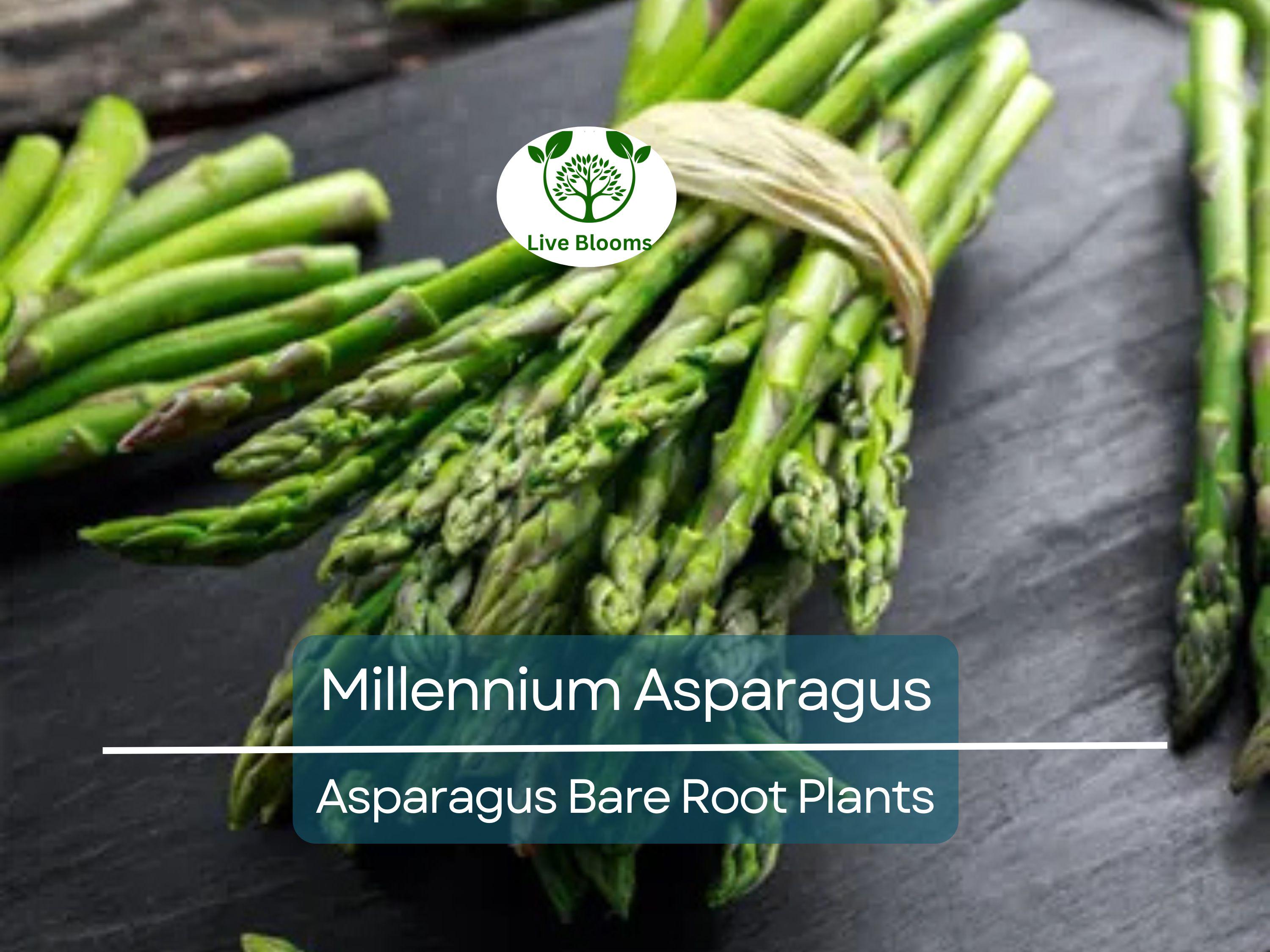 10 Millennium Asparagus Plants - 2yr Crowns - Live Bare Root Perennials - Asparagus officinalis - Heirloom, Non-GMO, Heavy Yield