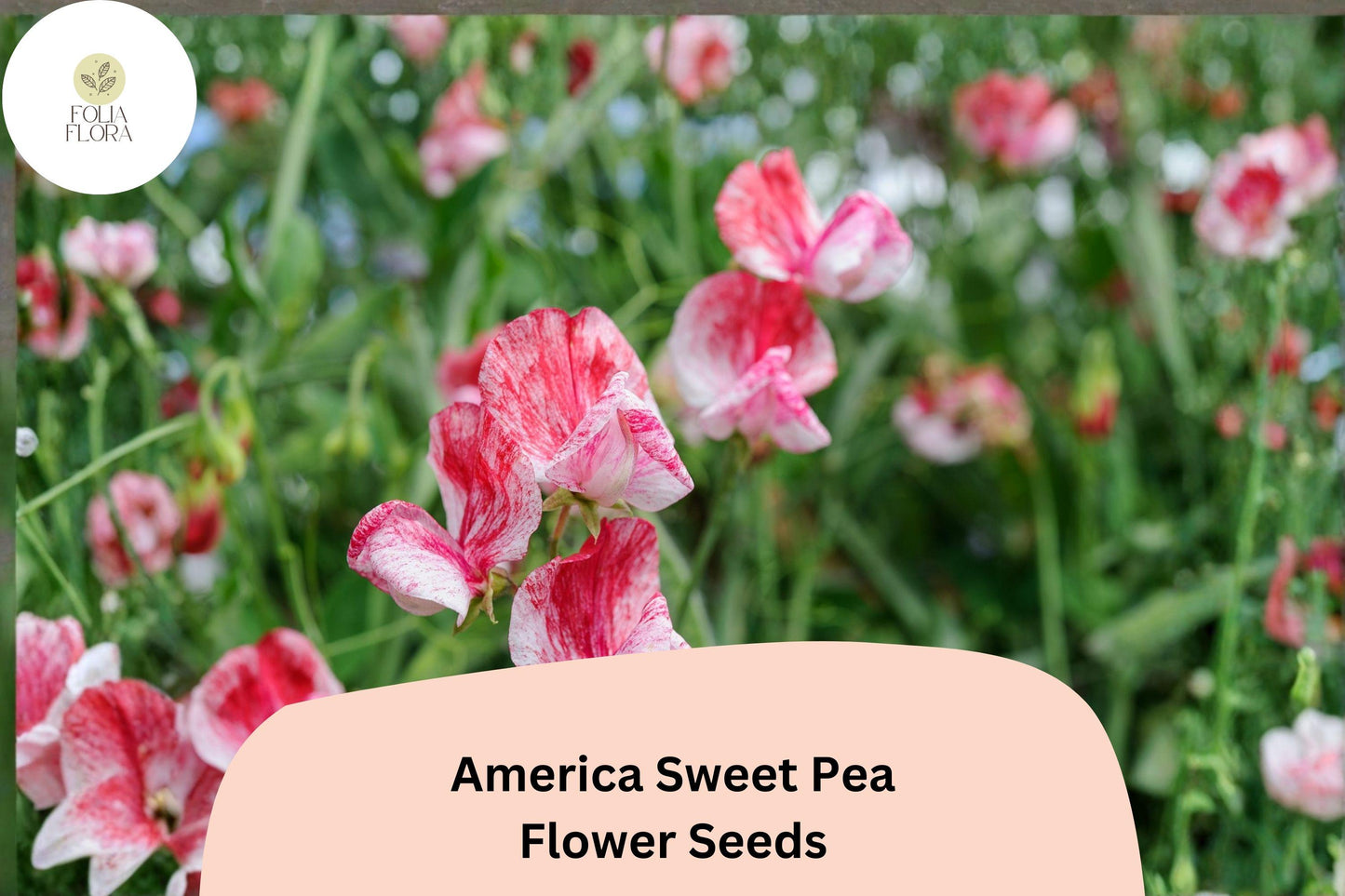 50+ America Sweet Pea Seeds for Garden Planting | Lathyrus odoratus | Red & White Bicolor Flowers