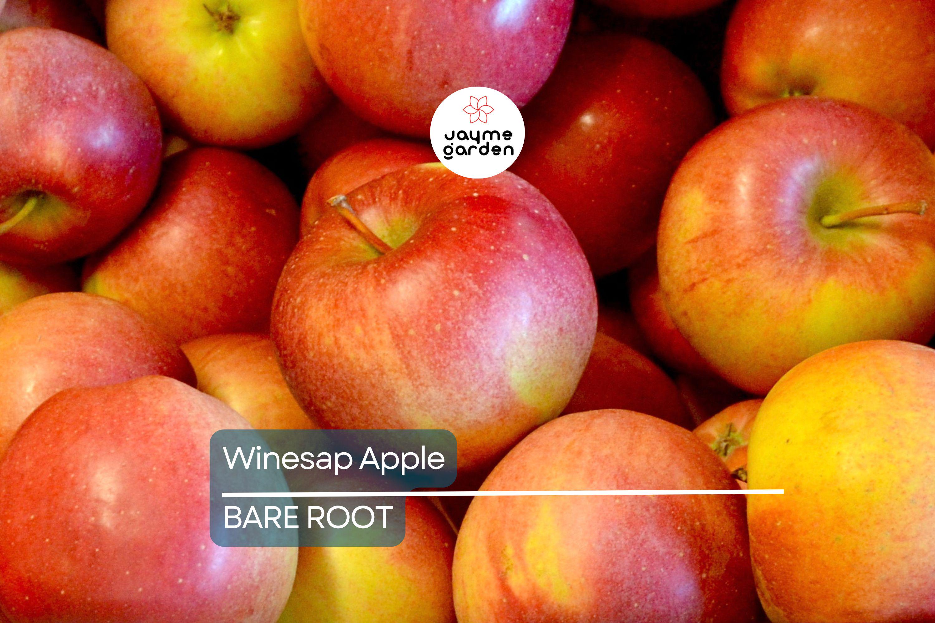 Live Winesap Apple Tree (2-3ft) | Sweet & Tart Fruit | Bare Root | Plant Now for Spring
