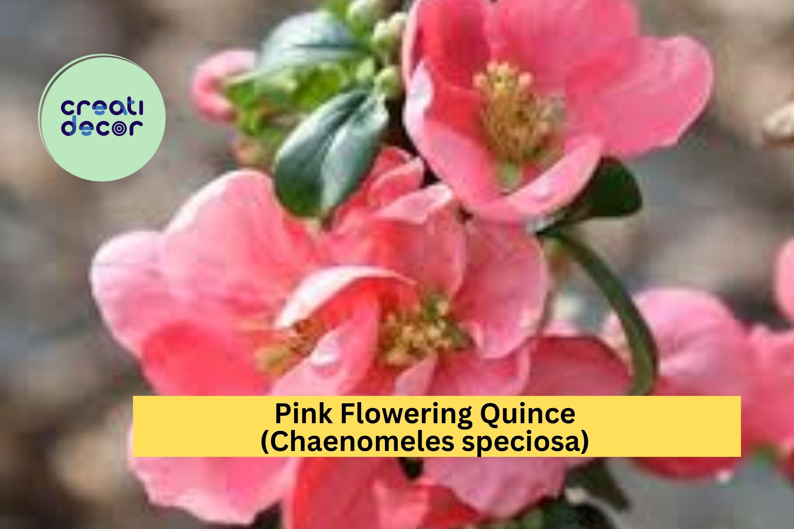 Pink Flowering Quince | Chaenomeles speciosa | Live Bare Root Sapling | Ornamental Spring Blooming Shrub