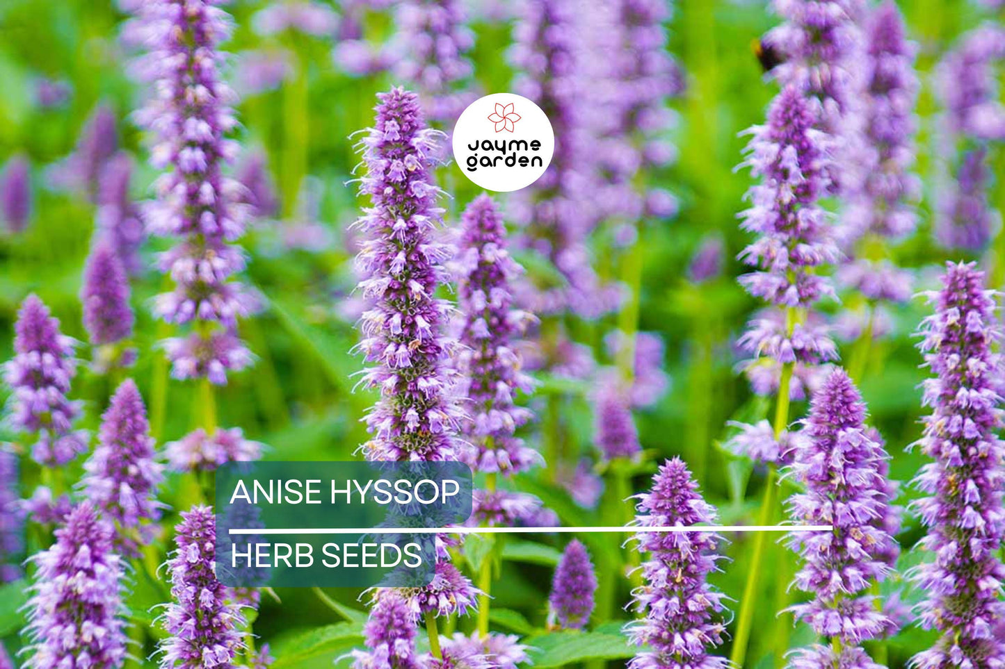 1,000 Anise Hyssop Seeds – Non-GMO, Fragrant Pollinator Plant, USA Seller, Free Shipping