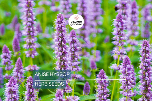1,000 Anise Hyssop Seeds – Non-GMO, Fragrant Pollinator Plant, USA Seller, Free Shipping