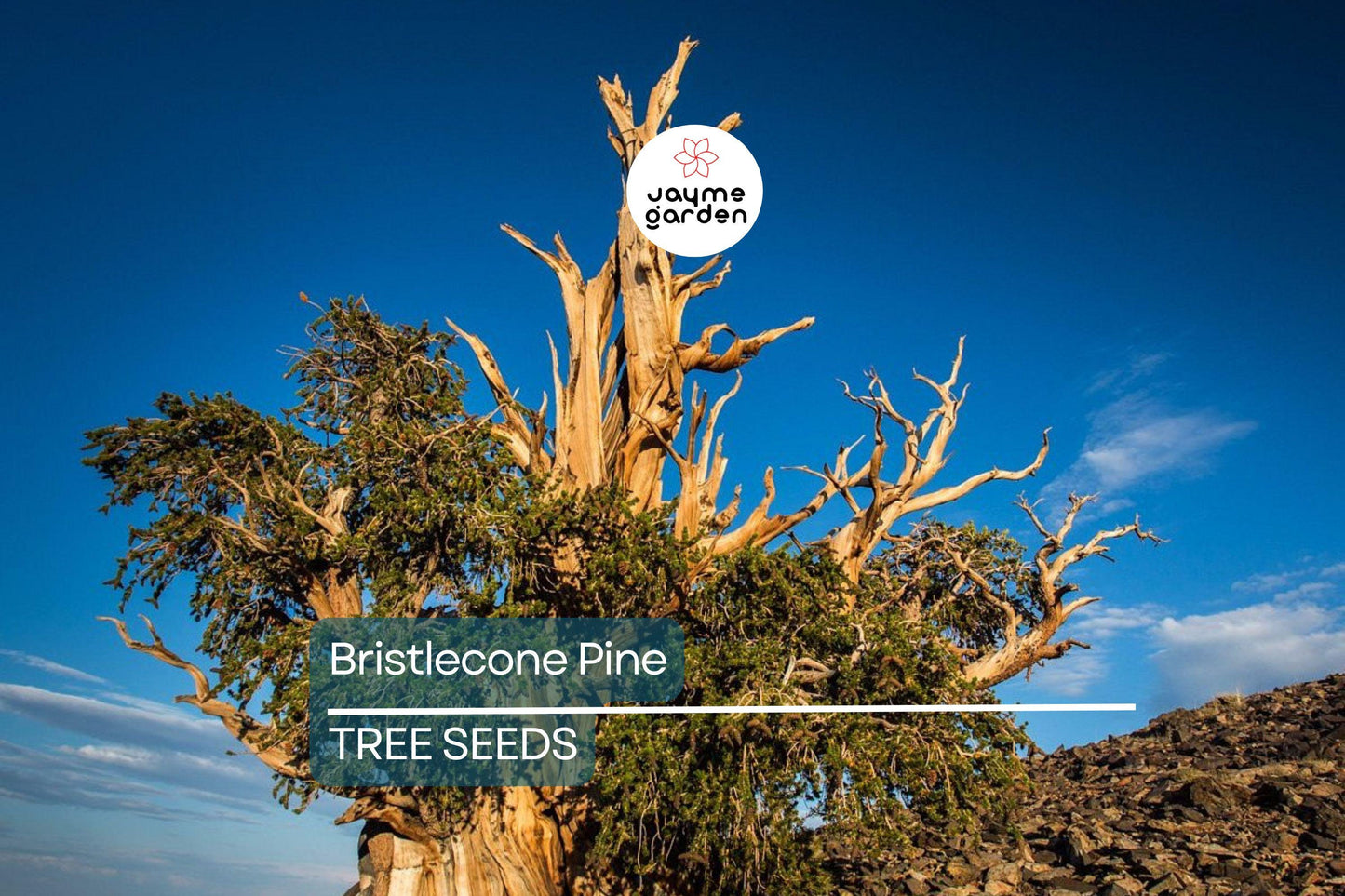 10 Bristlecone Pine Seeds (Pinus aristata) – Oldest Living Tree in the World, Rocky Mountain Native, Long-Lived, USDA Zones 4-7