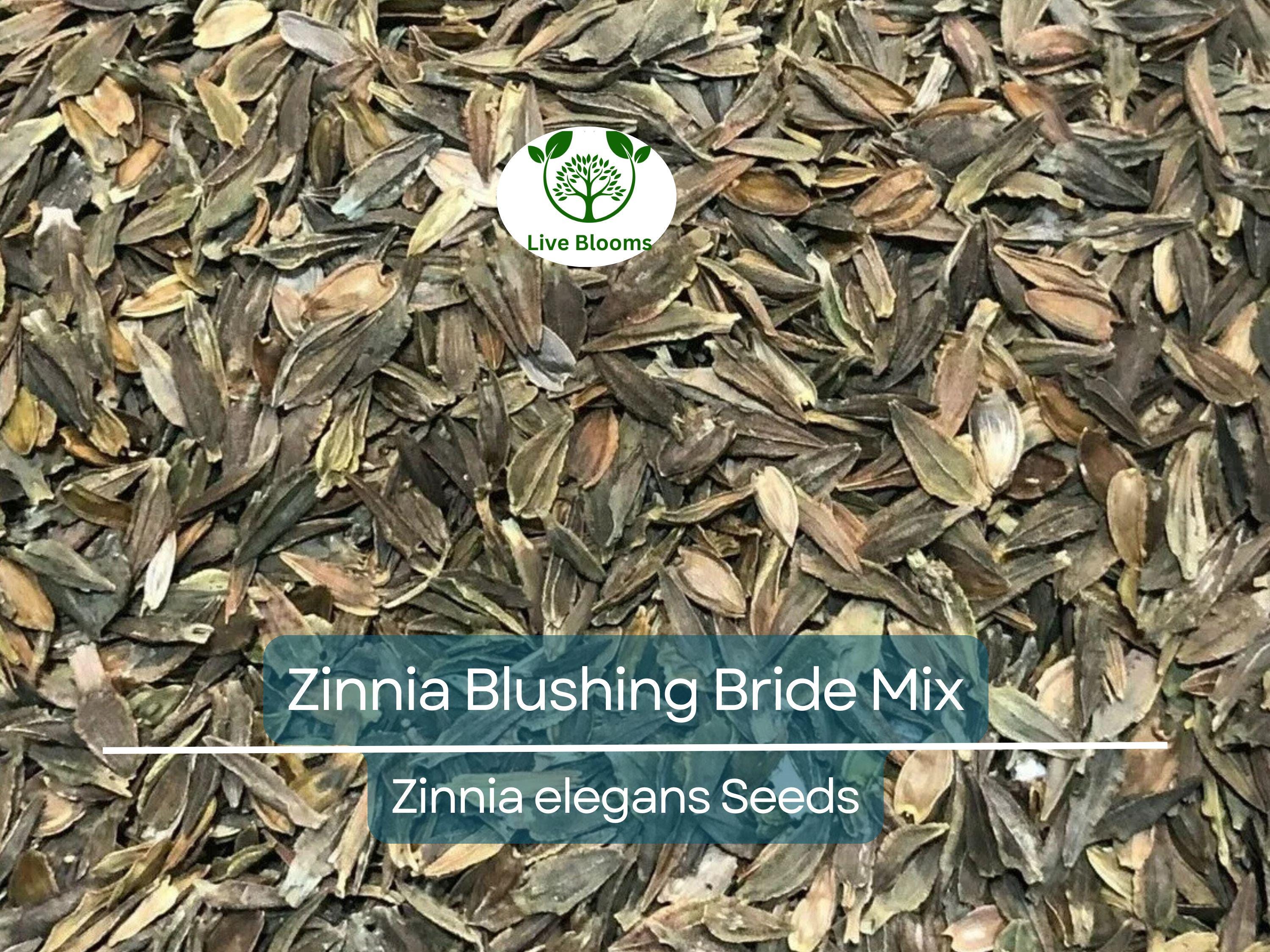 200 Seeds Zinnia Blushing Bride Mix, Cut Flowers, Pollinators, Weddings, Non-GMO, Zinnia elegans, Pink & White Blooms, Easy to Grow