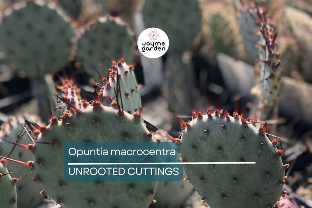Opuntia Macrocentra Prickly Pear Cutting (5"+) | Purple Cactus with Black Spines | Cold Hardy | Unrooted Starter