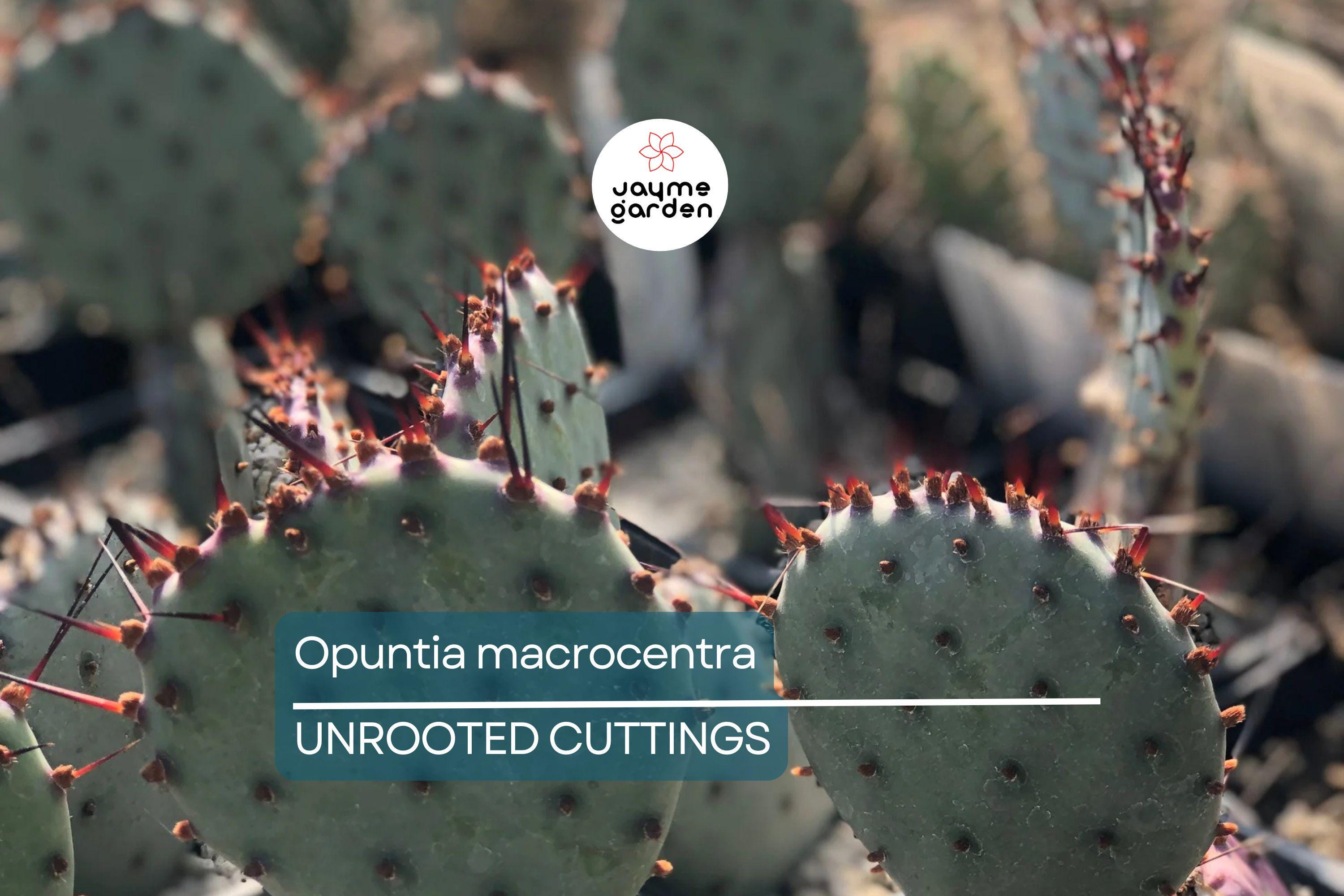 Opuntia Macrocentra Prickly Pear Cutting (5"+) | Purple Cactus with Black Spines | Cold Hardy | Unrooted Starter