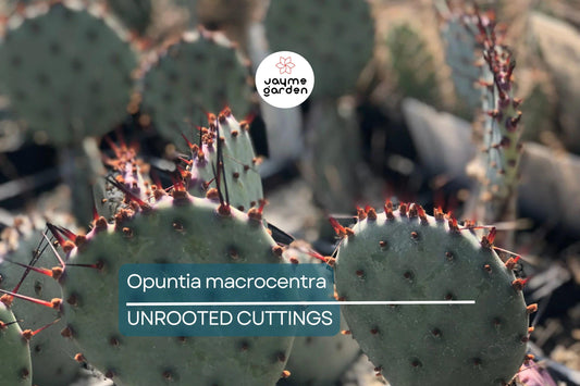 Opuntia Macrocentra Prickly Pear Cutting (5"+) | Purple Cactus with Black Spines | Cold Hardy | Unrooted Starter