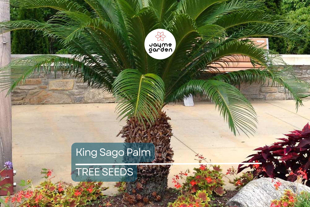 5 King Sago Palm Seeds (Cycas Revoluta) - Hardy Tropical Cycad, Slow-Growing Palm, 10-15 Ft Mature Height